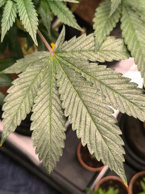 VANILLA FROSTING. Week 14