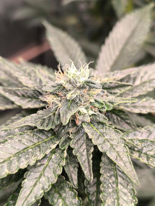 VANILLA FROSTING. Week 14