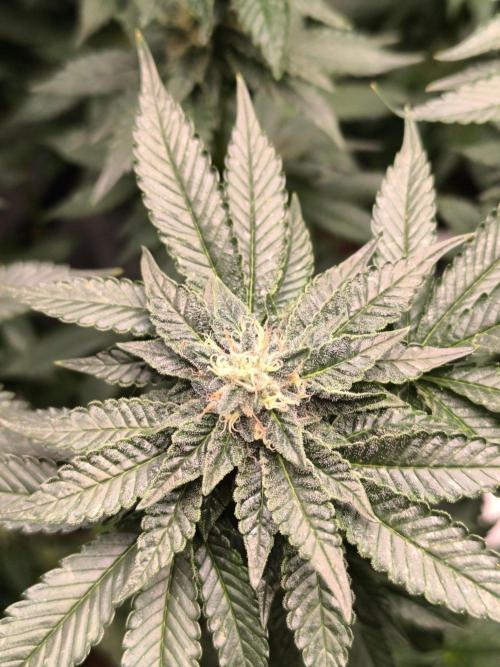 VANILLA FROSTING. Week 14