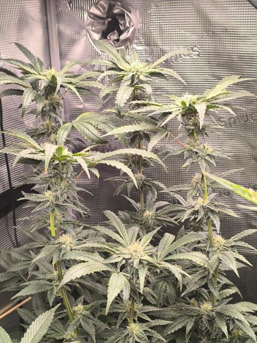 VANILLA FROSTING. Week 14