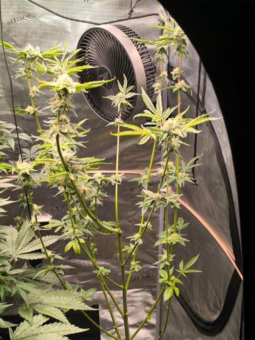 VANILLA FROSTING. Week 14