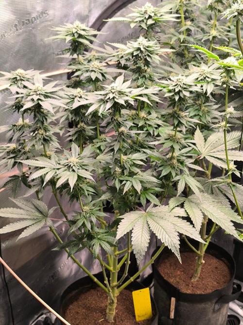 VANILLA FROSTING. Week 14
