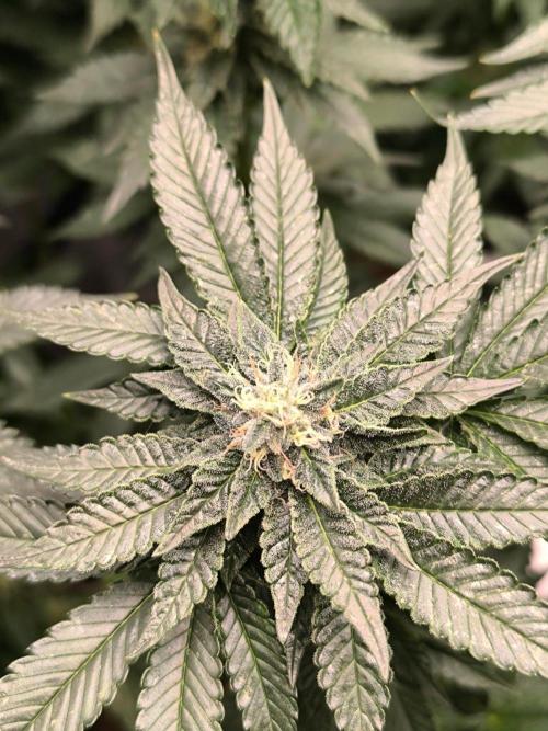 VANILLA FROSTING. Week 14