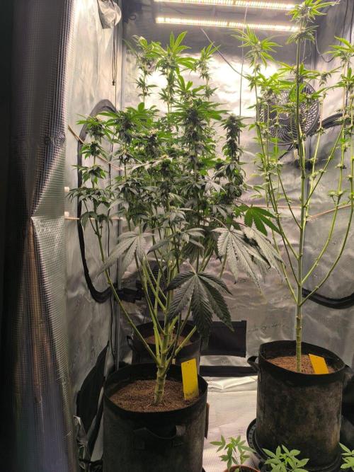 VANILLA FROSTING. Week 14