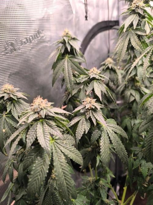 VANILLA FROSTING. Week 14