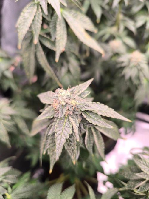 VANILLA FROSTING. Week 14