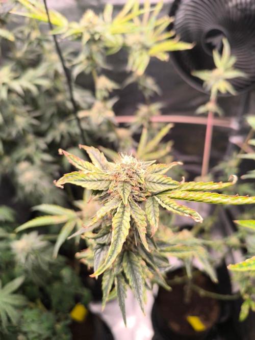 VANILLA FROSTING. Week 14