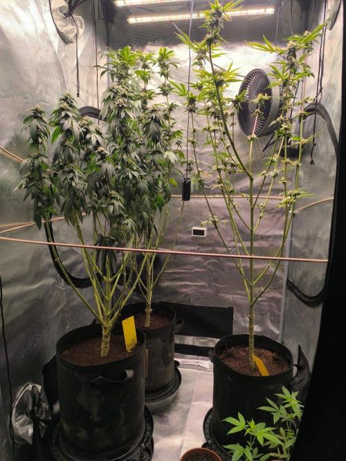 VANILLA FROSTING. Week 14
