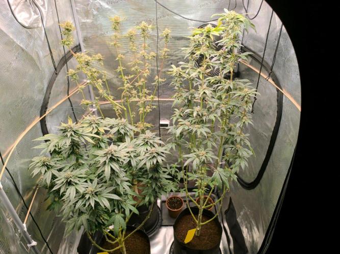 VANILLA FROSTING. Week 15