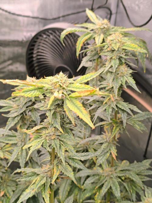 VANILLA FROSTING. Week 15