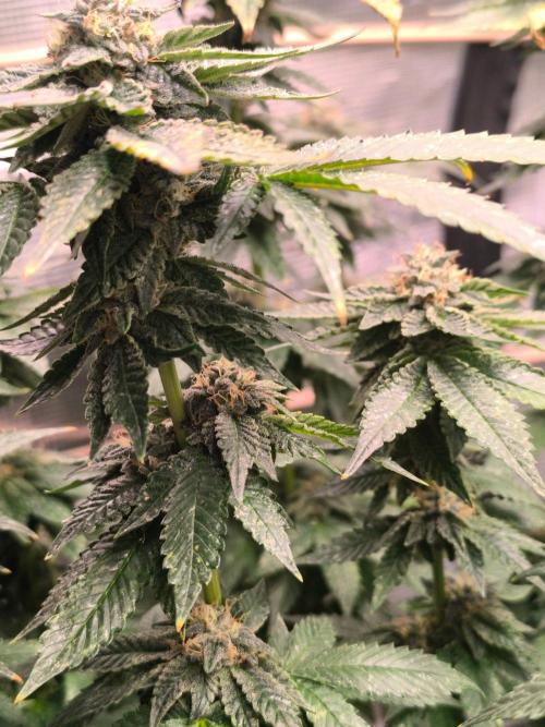 VANILLA FROSTING. Week 15