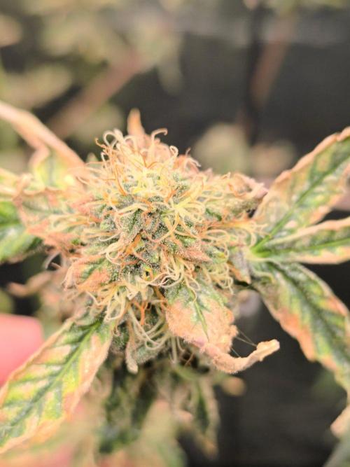 VANILLA FROSTING. Week 15