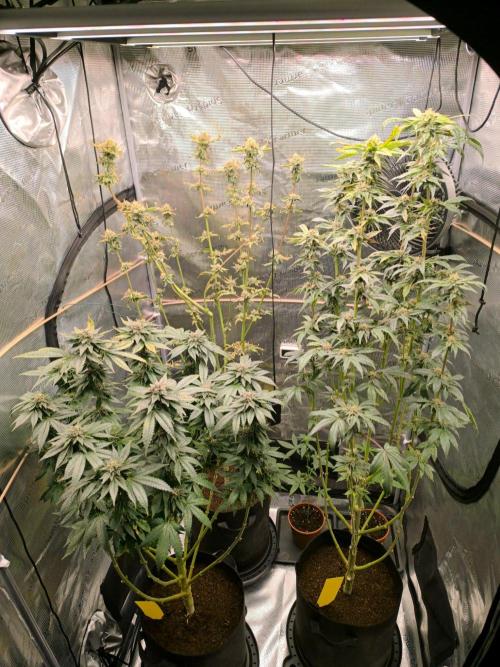 VANILLA FROSTING. Week 15