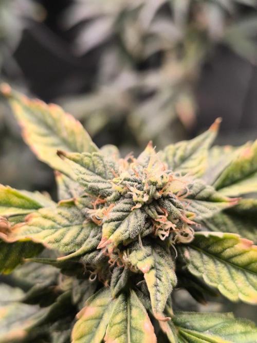 VANILLA FROSTING. Week 15