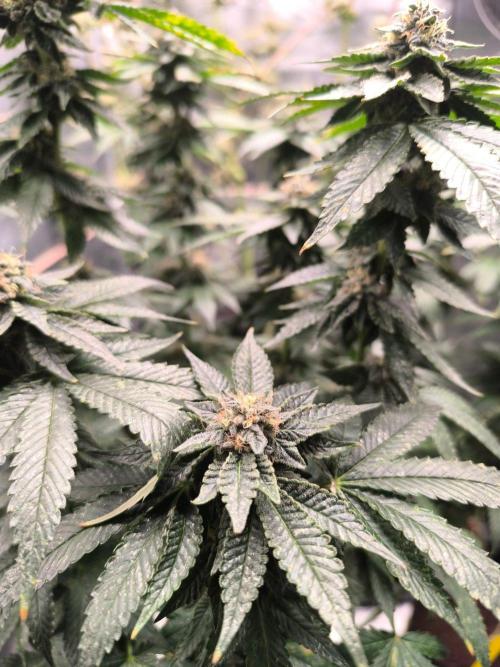 VANILLA FROSTING. Week 15