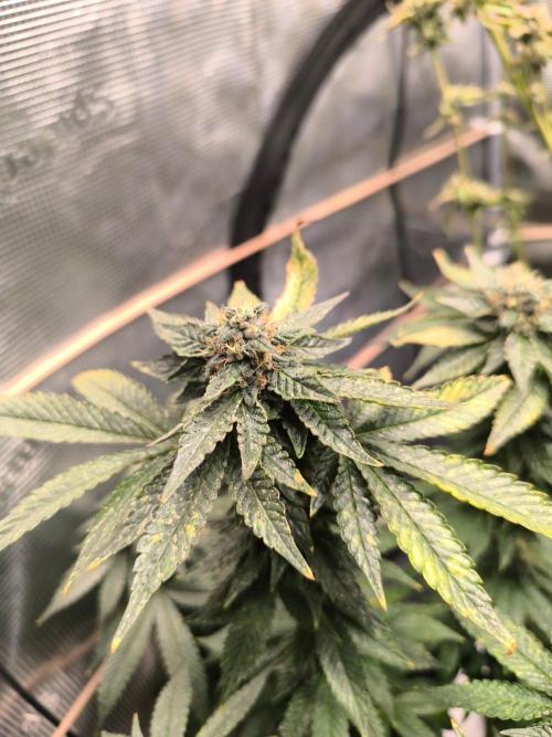 VANILLA FROSTING. Week 15