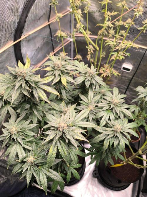 VANILLA FROSTING. Week 15
