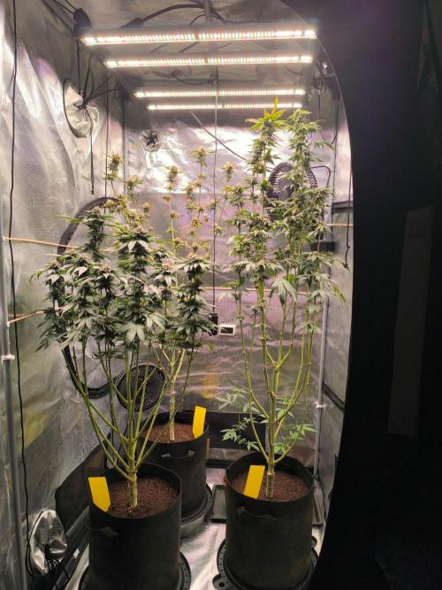 VANILLA FROSTING. Week 15