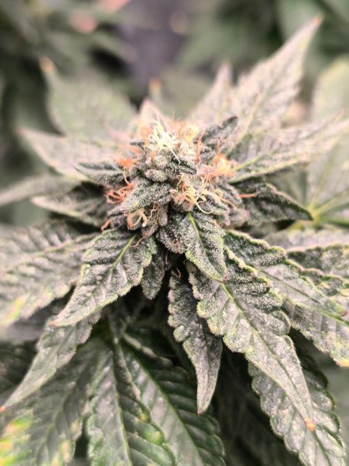 Vanilla Frosting Regular. Week 15