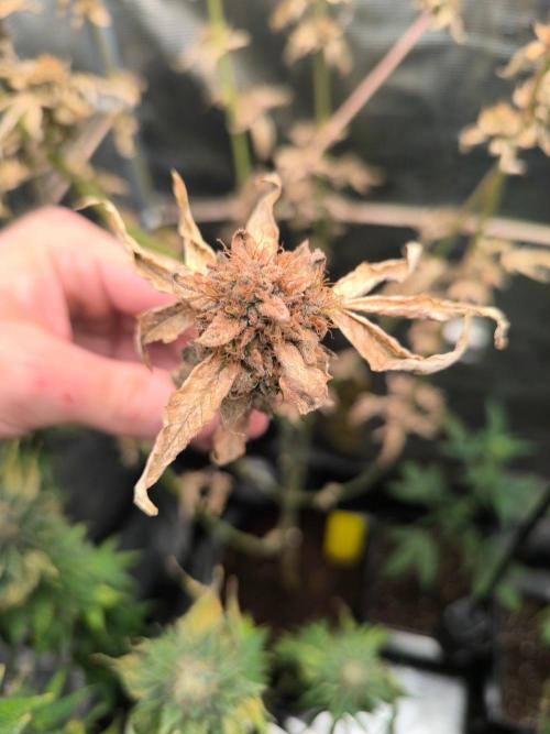 VANILLA FROSTING. Week 18