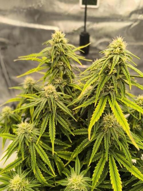 ALL GAS OG AUTO. Week 7