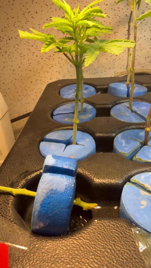 Plantas de Royal Gorila