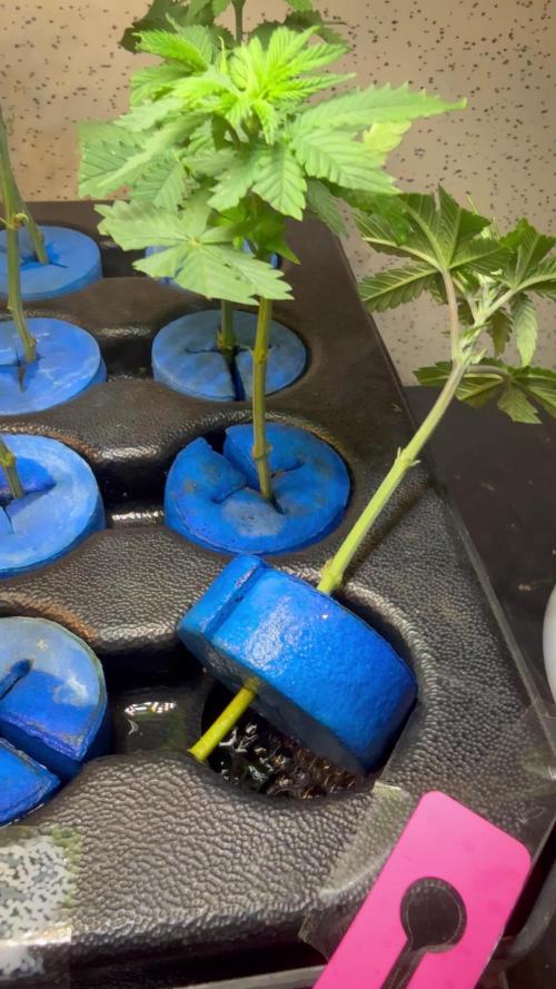 Plantas de Royal Gorila