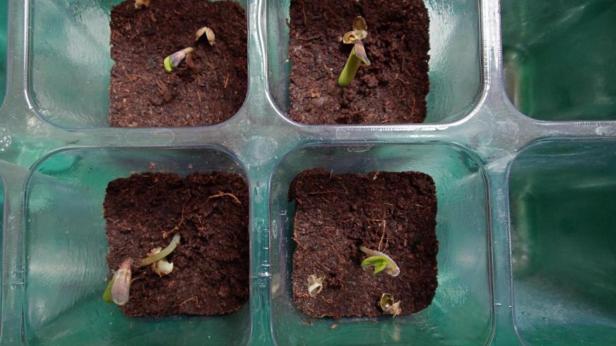 Panama Red + Colombia Gold. Week 0 - Let's go! ;)