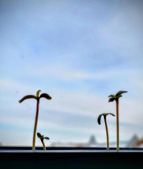 Panama Red + Colombia Gold. Week 0