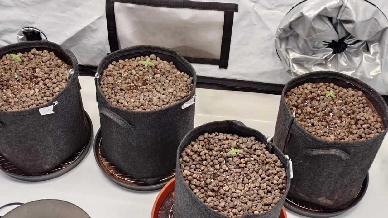 Panama Red + Colombia Gold. Week 1 - Es geht allen gut und sie fühlen sich wohl 👍