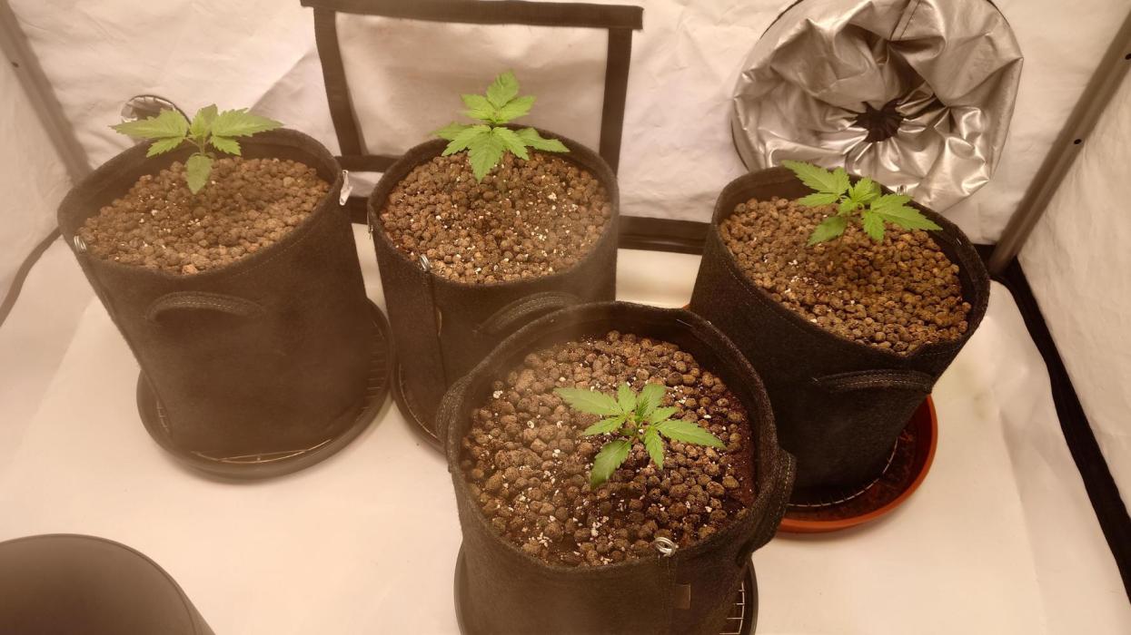 Panama Red + Colombia Gold. Week 2