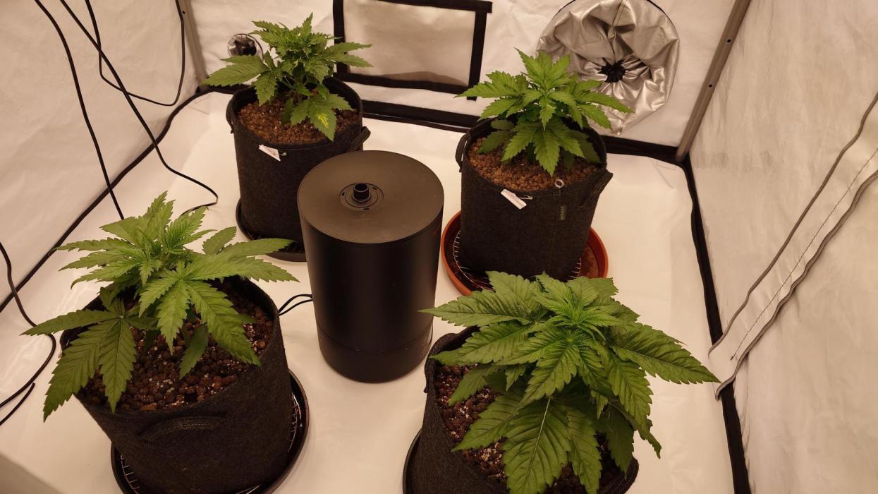 Panama Red + Colombia Gold. Week 3