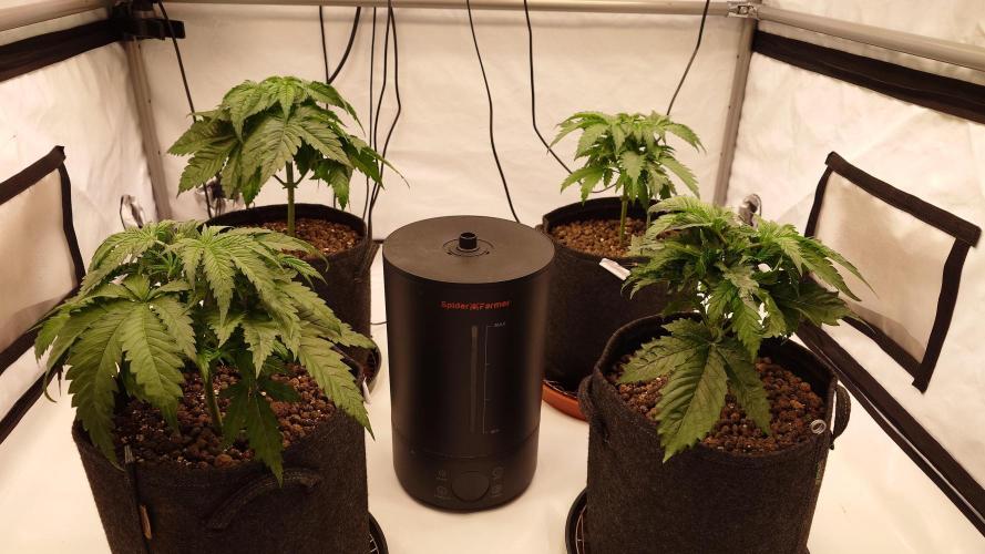 Panama Red + Colombia Gold. Week 3