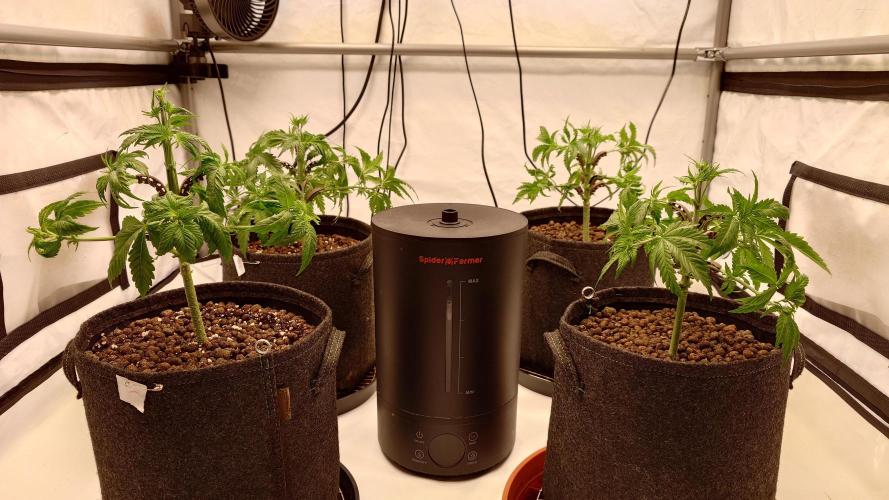 Panama Red + Colombia Gold. Week 4