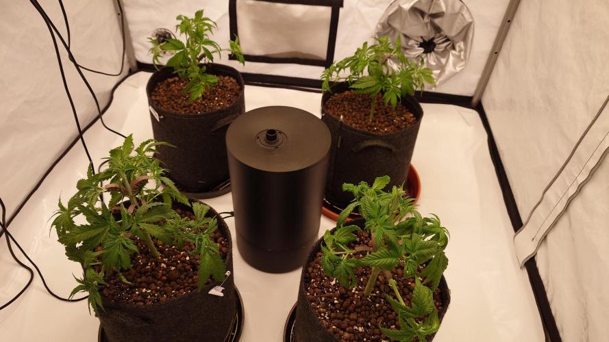 Panama Red + Colombia Gold. Week 4