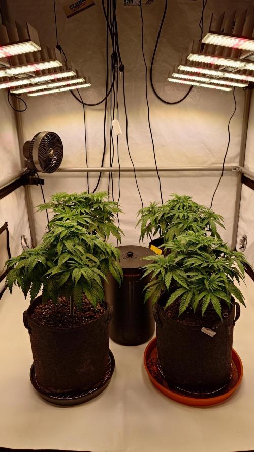 Panama Red + Colombia Gold. Week 5