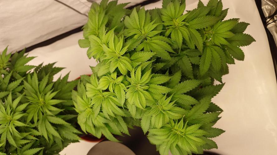 Panama Red + Colombia Gold. Week 6