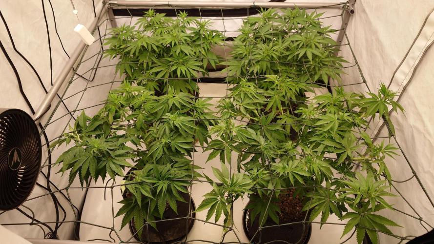 Panama Red + Colombia Gold. Week 7