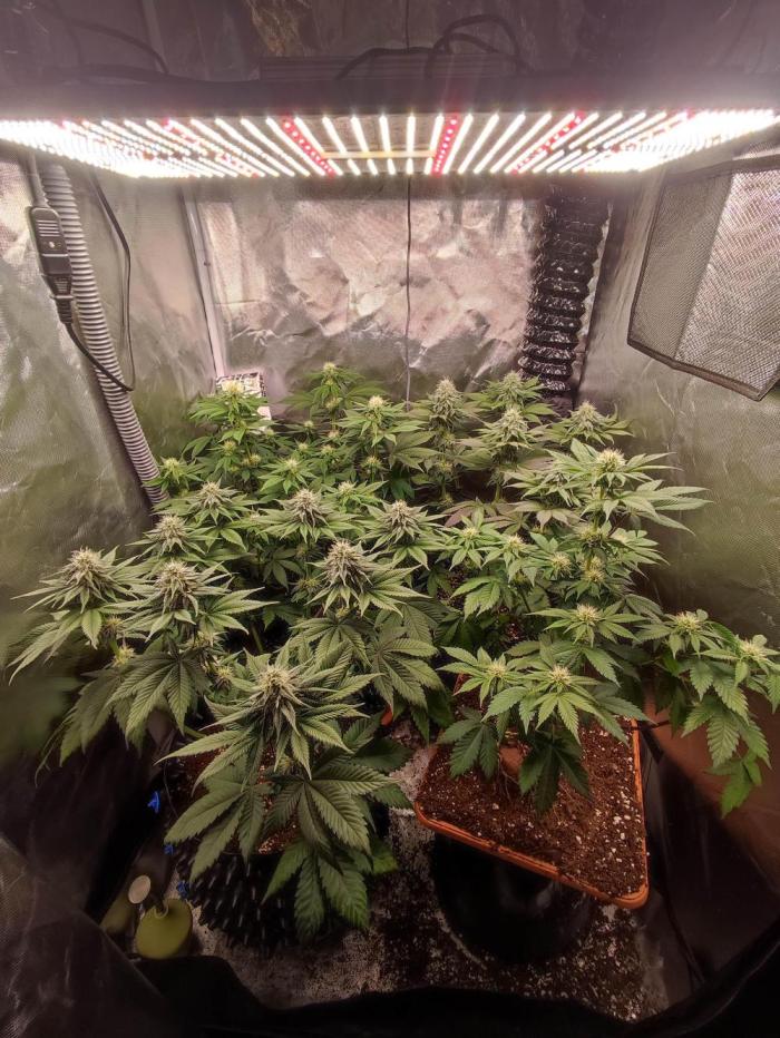 Poppers und Chunk. Week 4