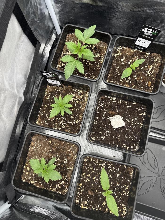 Prova numero 1. Week 1 - Quelle a sinistra sono le cherry Mac muffin e a destra  due og kush