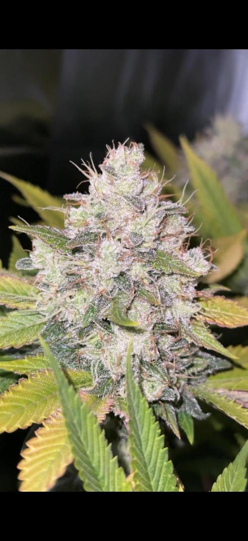 Kannabia rs 11. Week 8