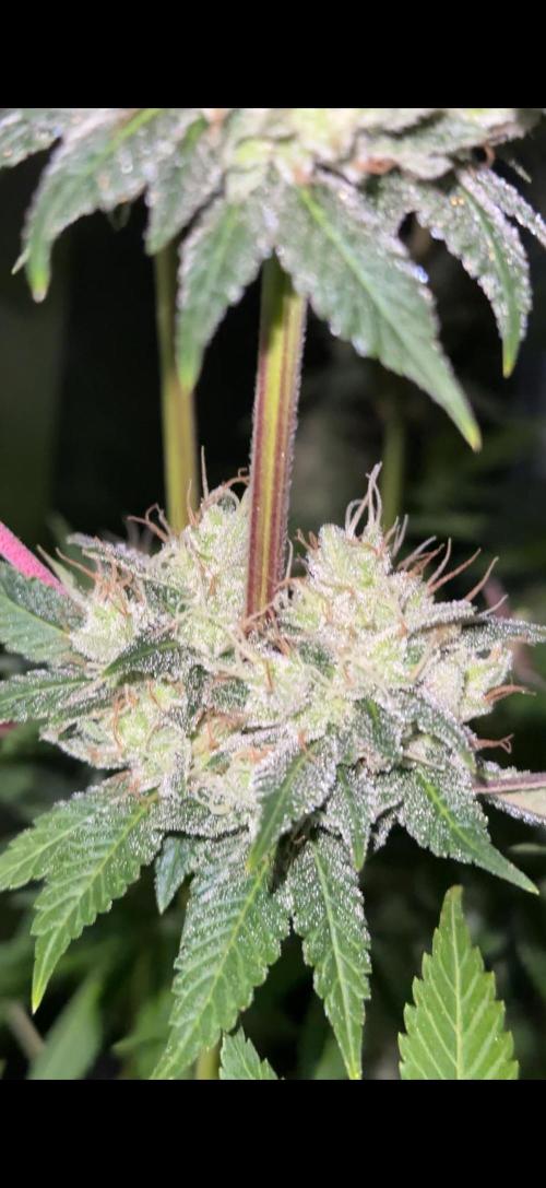 Kannabia rs 11. Week 8