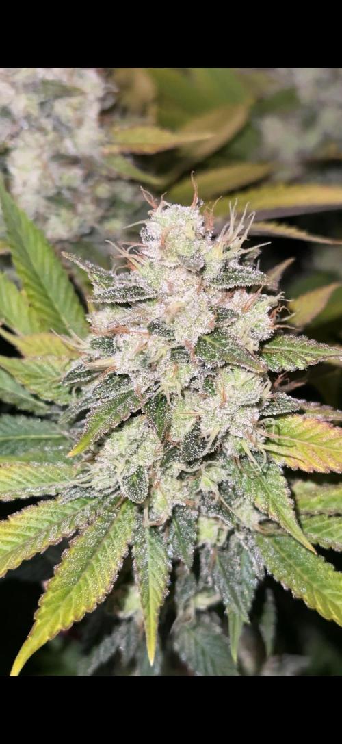 Kannabia rs 11. Week 8