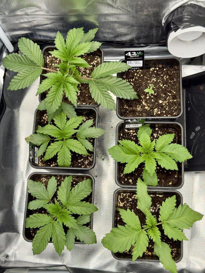 Cherry Mac muffin,og kush e Epic buzz. Week 2