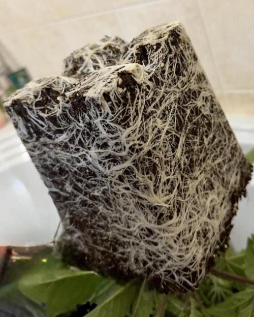 Cherry Mac muffin,og kush e Epic buzz. Week 3