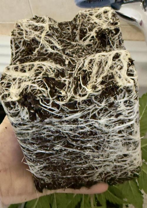 Cherry Mac muffin,og kush e Epic buzz. Week 3