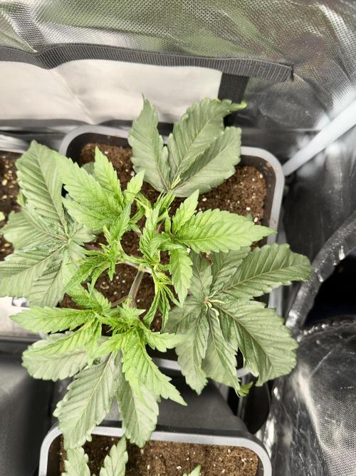 Cherry Mac muffin,og kush e Epic buzz. Week 3 - Cherry  