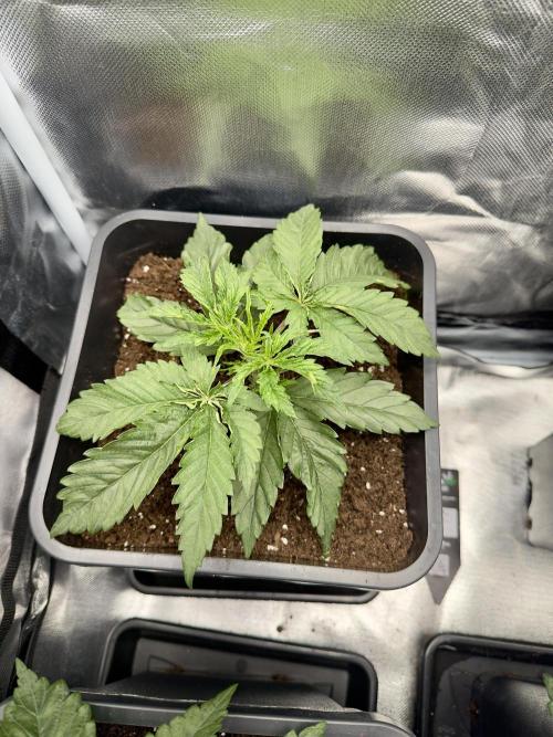 Cherry Mac muffin,og kush e Epic buzz. Week 3 - Cherry
