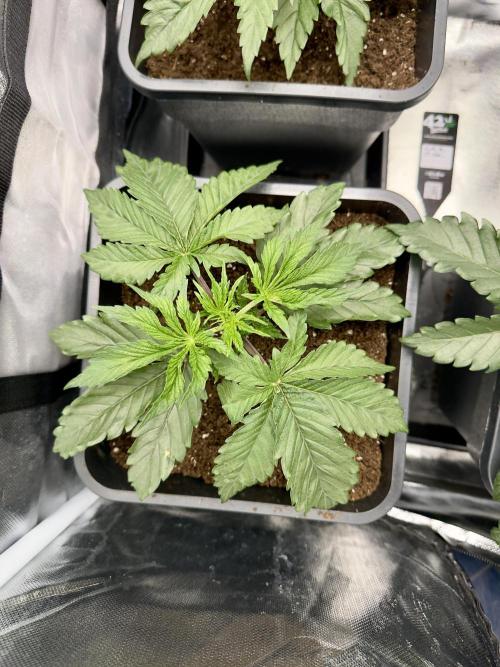 Cherry Mac muffin,og kush e Epic buzz. Week 3 - Cherry