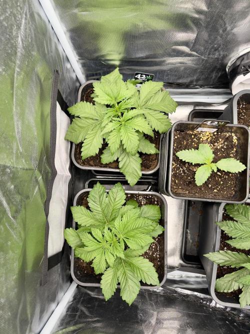 Cherry Mac muffin,og kush e Epic buzz. Week 3 - 2 Og kush e una Epic buzz